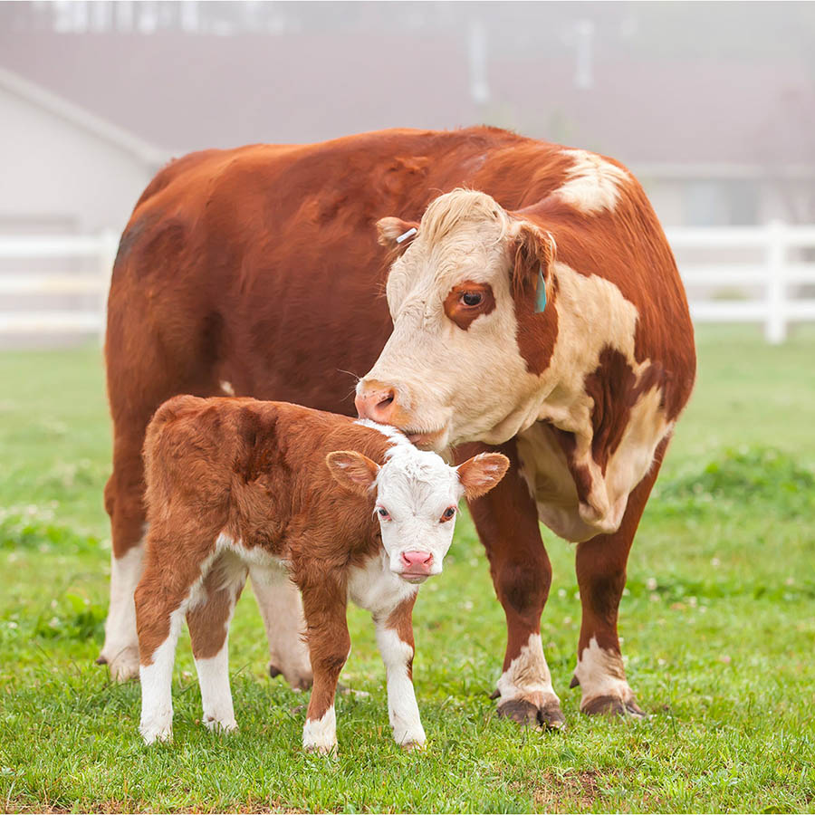 Proteine per la Nutrizione Animale